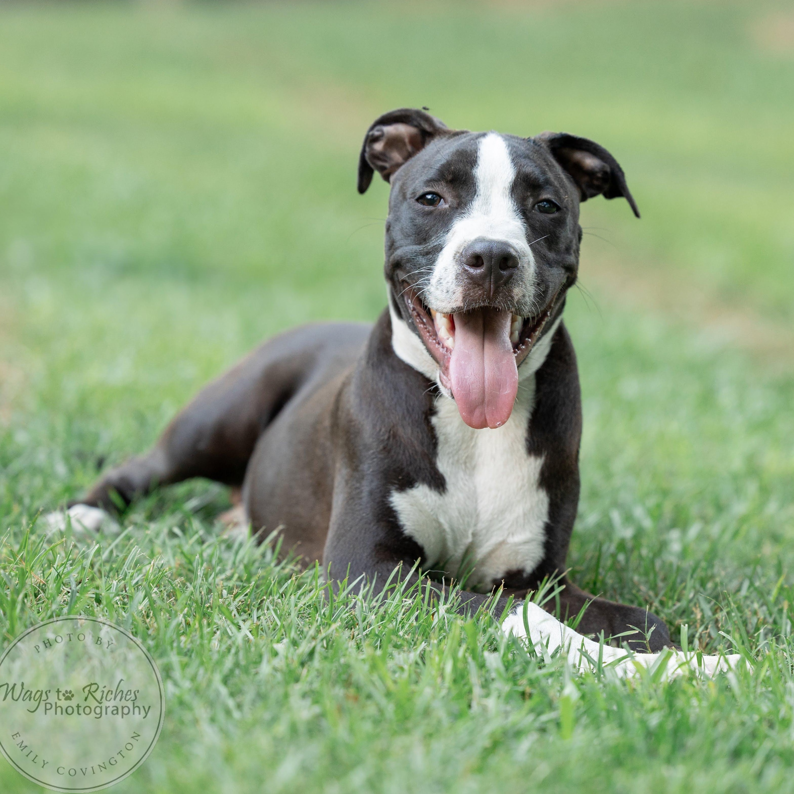 Woodstock - Video- Asheville