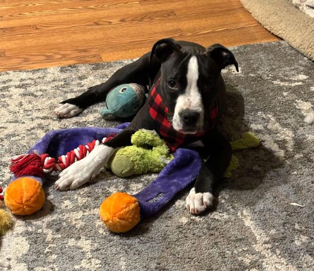 Woodstock - Video- Asheville