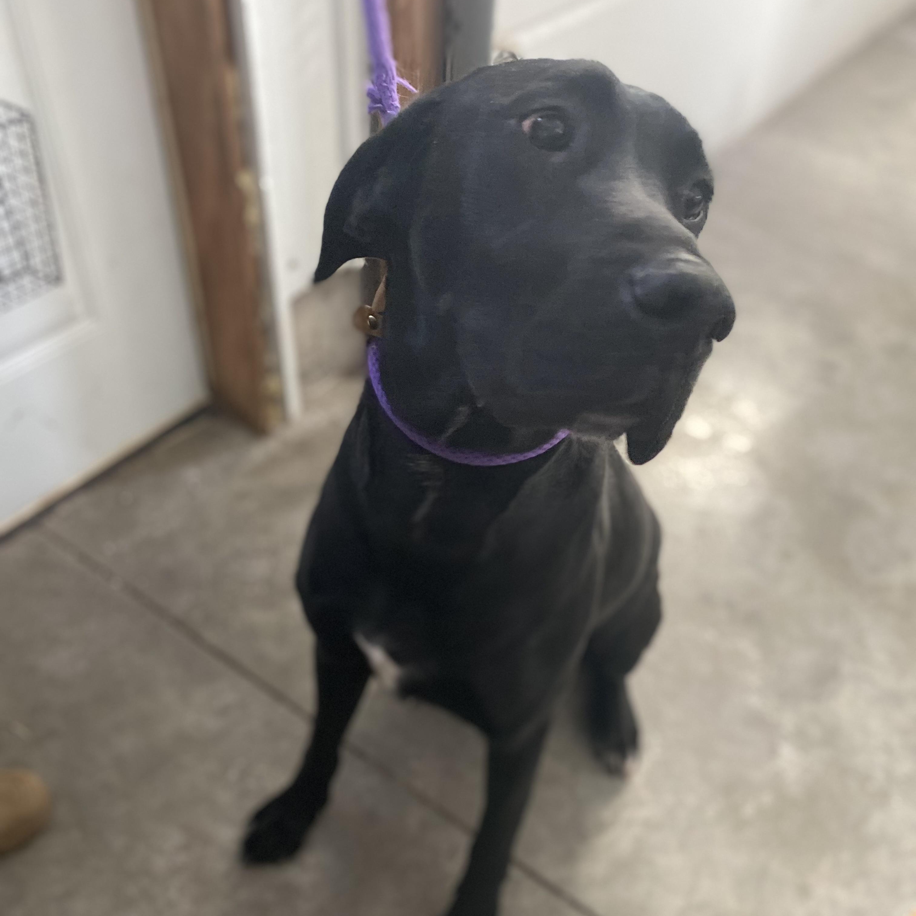 Enlarge River, a ADOPTABLE mixed breed in Dixon, IL image 1/1