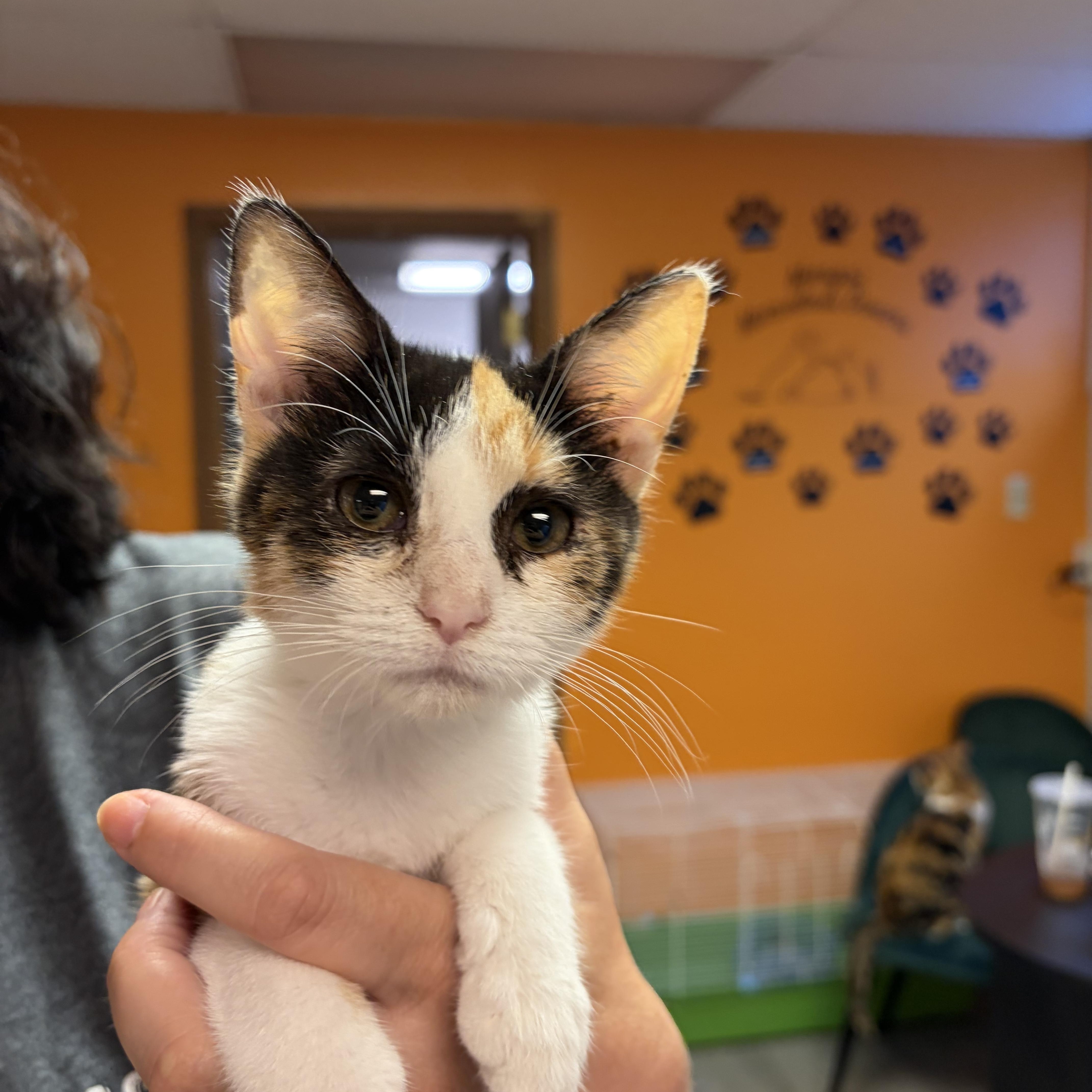 Aqua, ADOPTABLE, Kitten Female Domestic Short Hair.