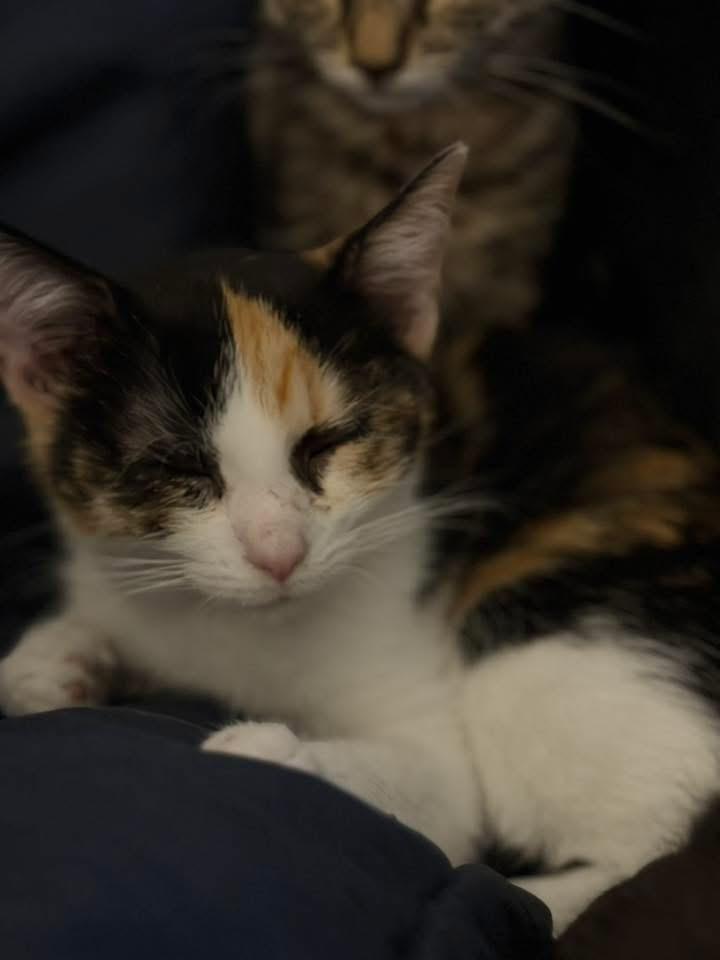 Aqua, a ADOPTABLE Domestic Short Hair in Muncie, IN image 2/2