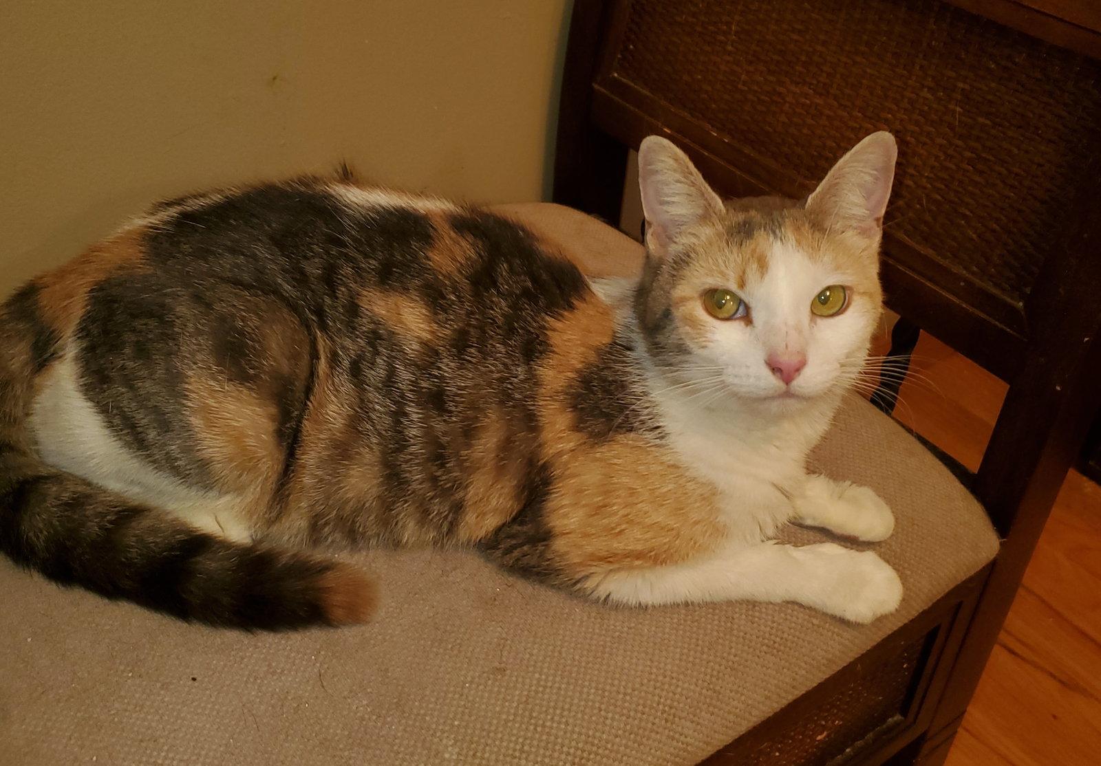Fg Litter Charlotte (mom), Adoptable, Young Female Calico.