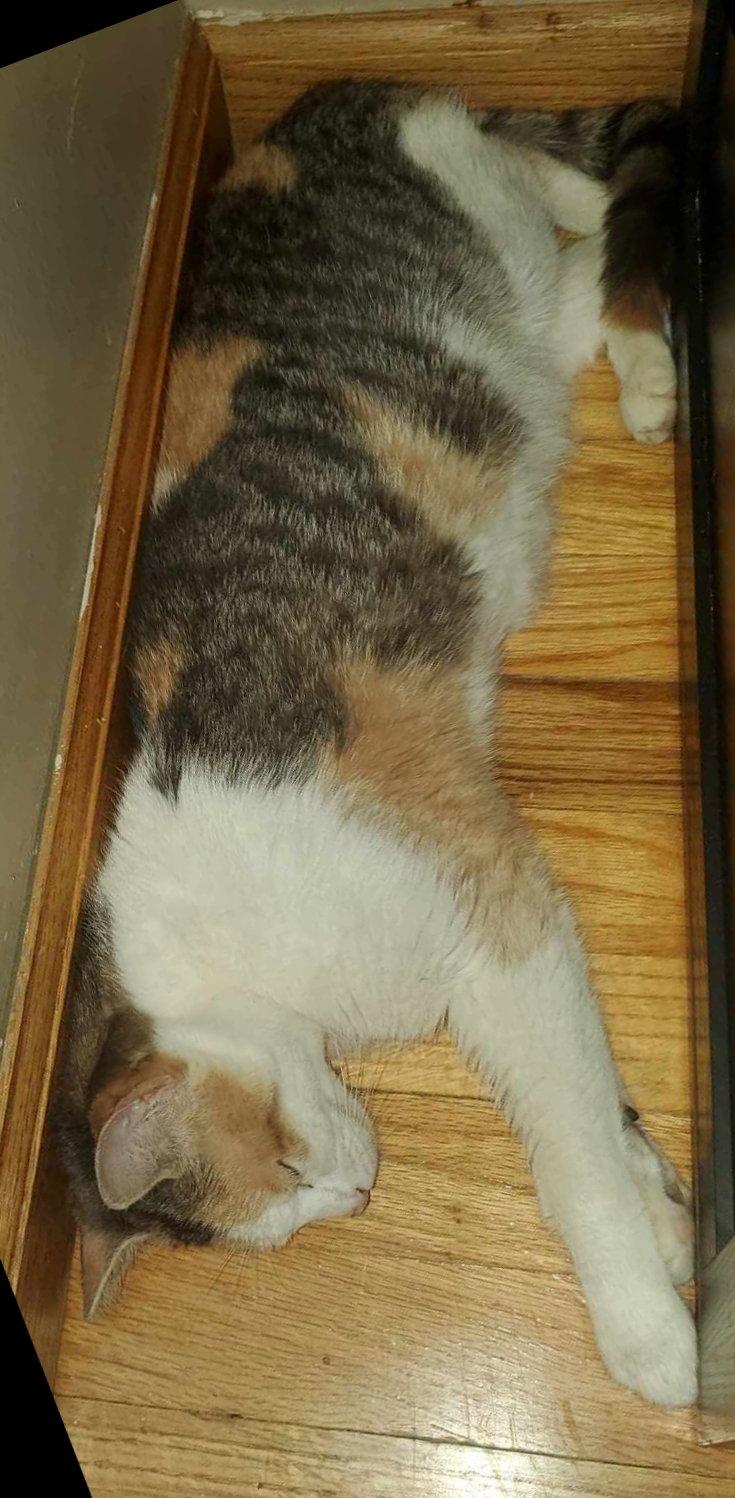 Fg Litter Charlotte (mom), a Adoptable Calico in Livonia, MI image 2/2
