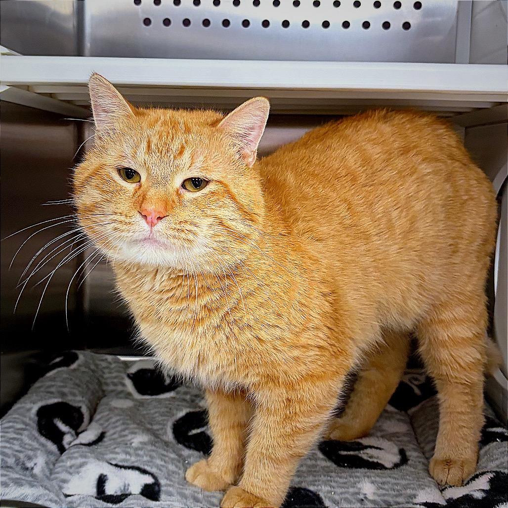 Enlarge Teddy, a Adoptable Domestic Short Hair in Hannibal, MO image 1/4