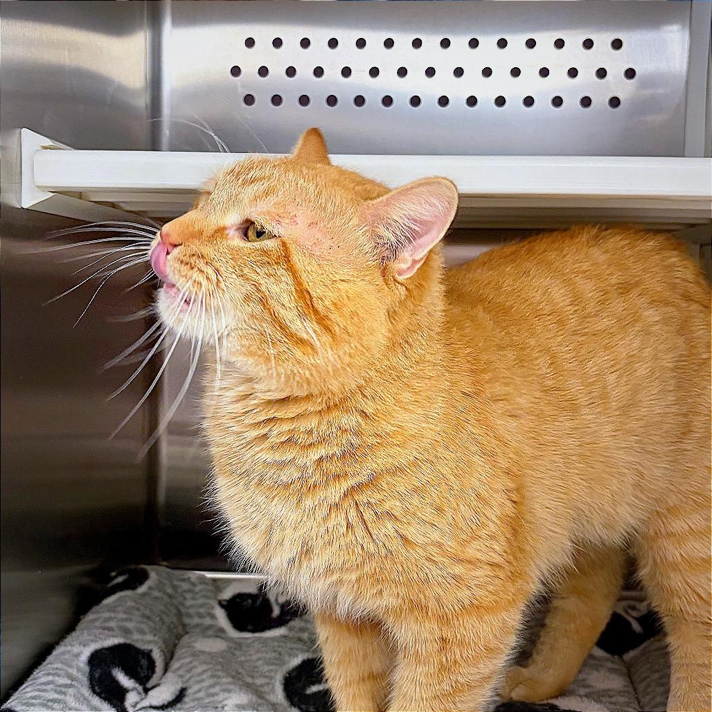 Enlarge Teddy, a Adoptable Domestic Short Hair in Hannibal, MO image 2/4