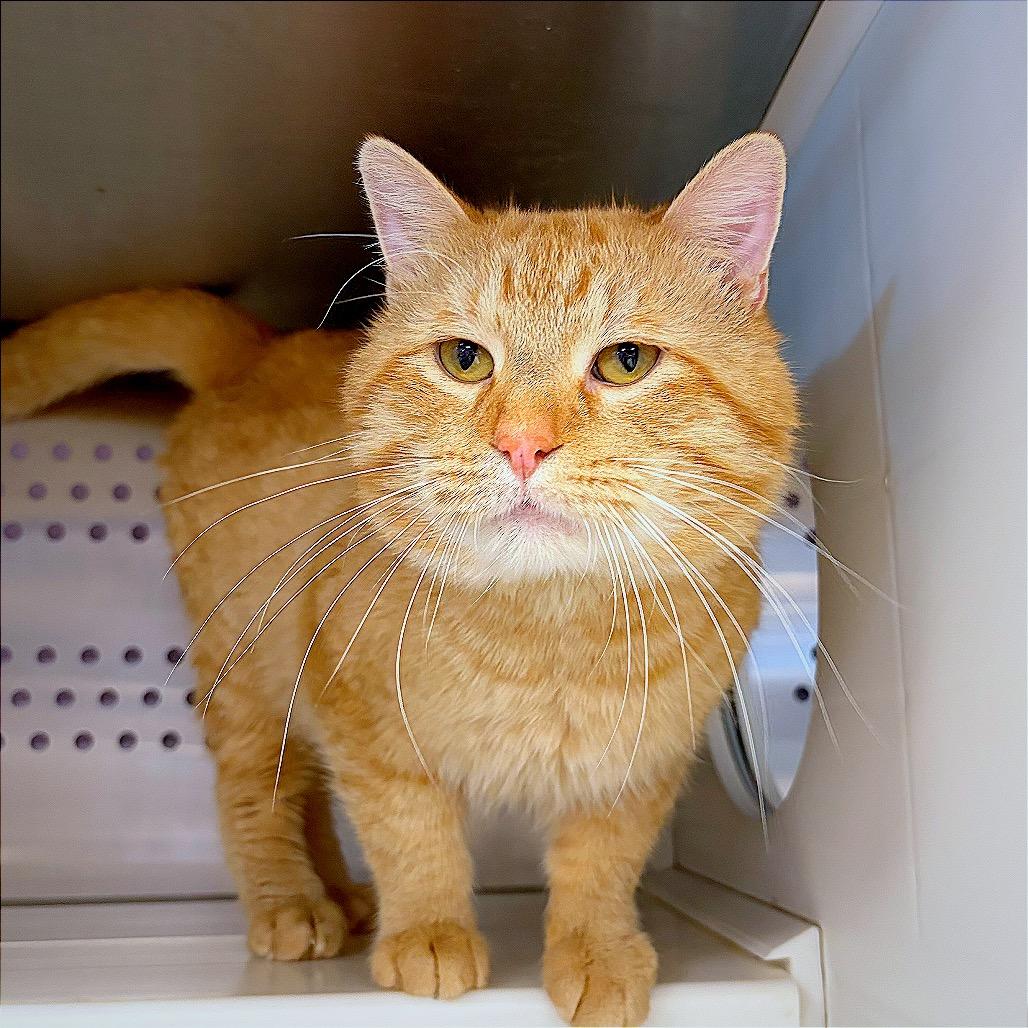 Enlarge Teddy, a Adoptable Domestic Short Hair in Hannibal, MO image 3/4