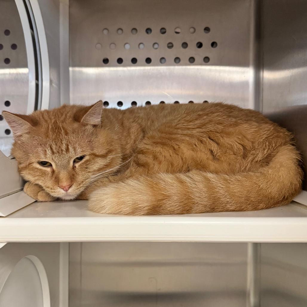 Enlarge Teddy, a Adoptable Domestic Short Hair in Hannibal, MO image 4/4