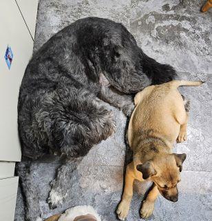 Enlarge Kayda, a Adoptable Mixed Breed in Schaumburg, IL image 2/4