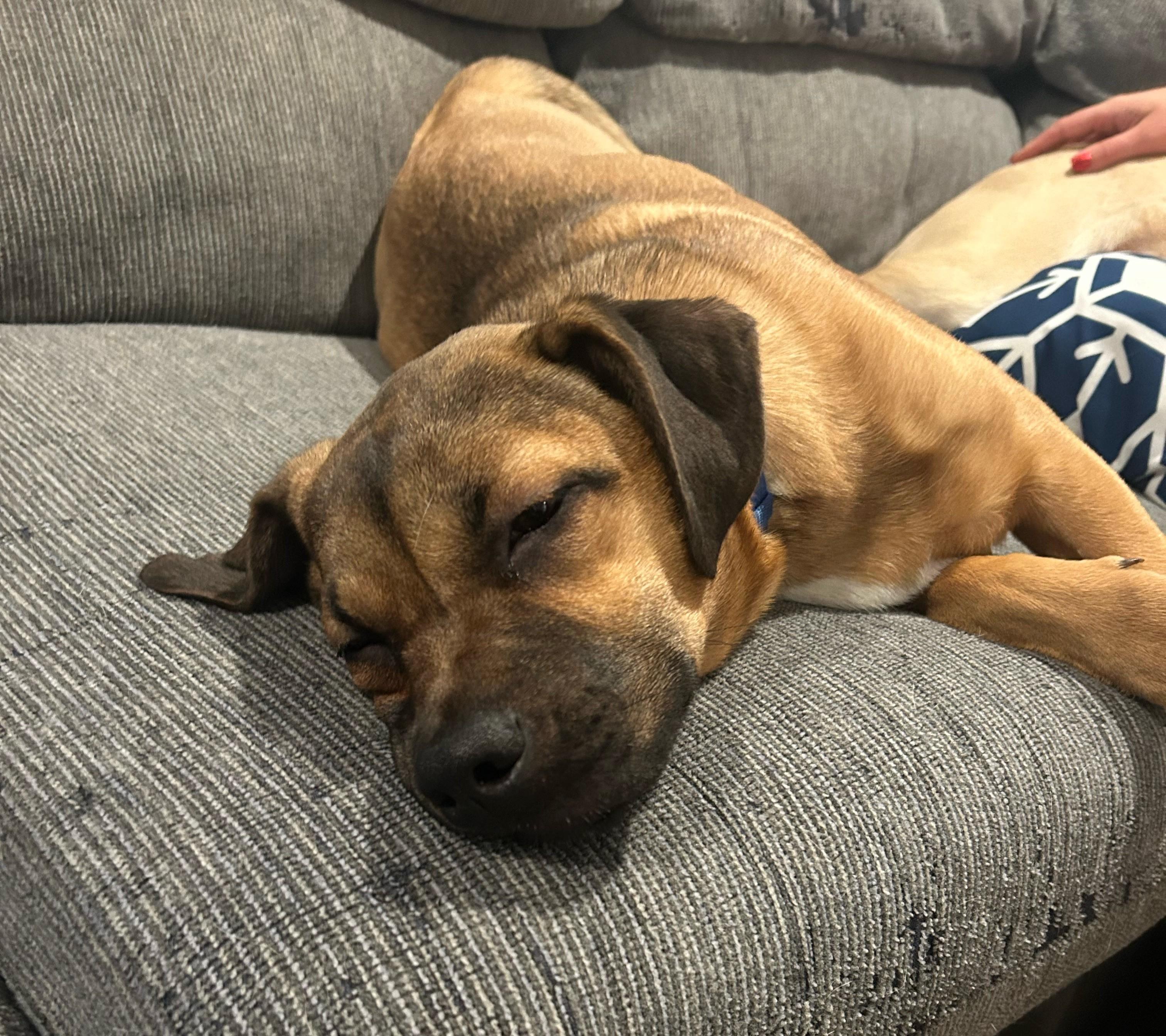 Enlarge Kayda, a Adoptable Mixed Breed in Schaumburg, IL image 5/6