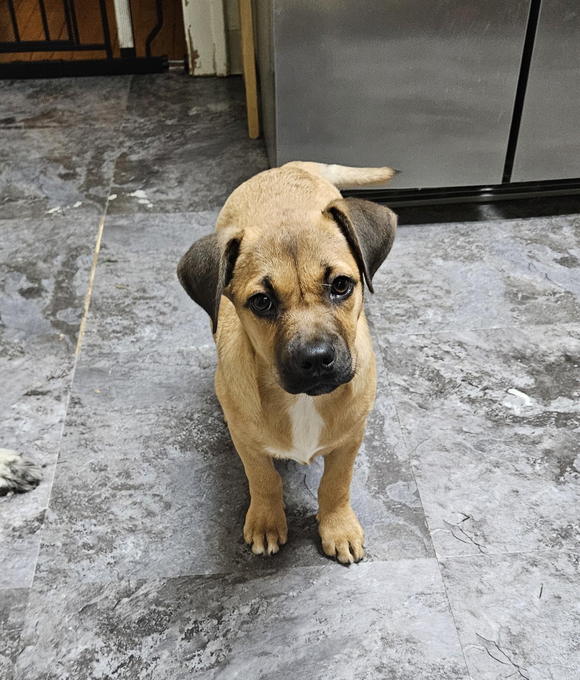 Enlarge Kayda, a Adoptable Mixed Breed in Schaumburg, IL image 3/4