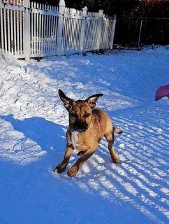 Enlarge Kayda, a Adoptable Mixed Breed in Schaumburg, IL image 6/6