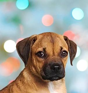Enlarge Kayda, a Adoptable Mixed Breed in Schaumburg, IL image 1/4