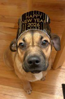 Enlarge Kayda, a Adoptable Mixed Breed in Schaumburg, IL image 3/6