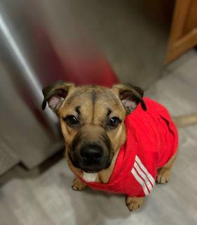 Enlarge Kayda, a Adoptable Mixed Breed in Schaumburg, IL image 4/6