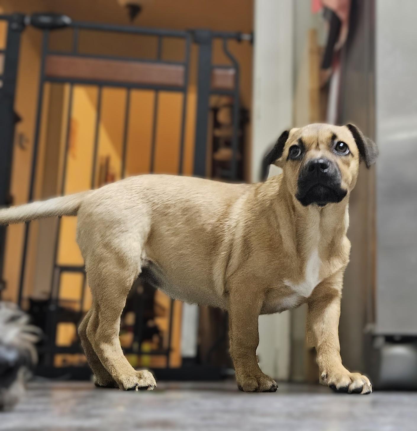 Enlarge Kayda, a Adoptable Mixed Breed in Schaumburg, IL image 4/4