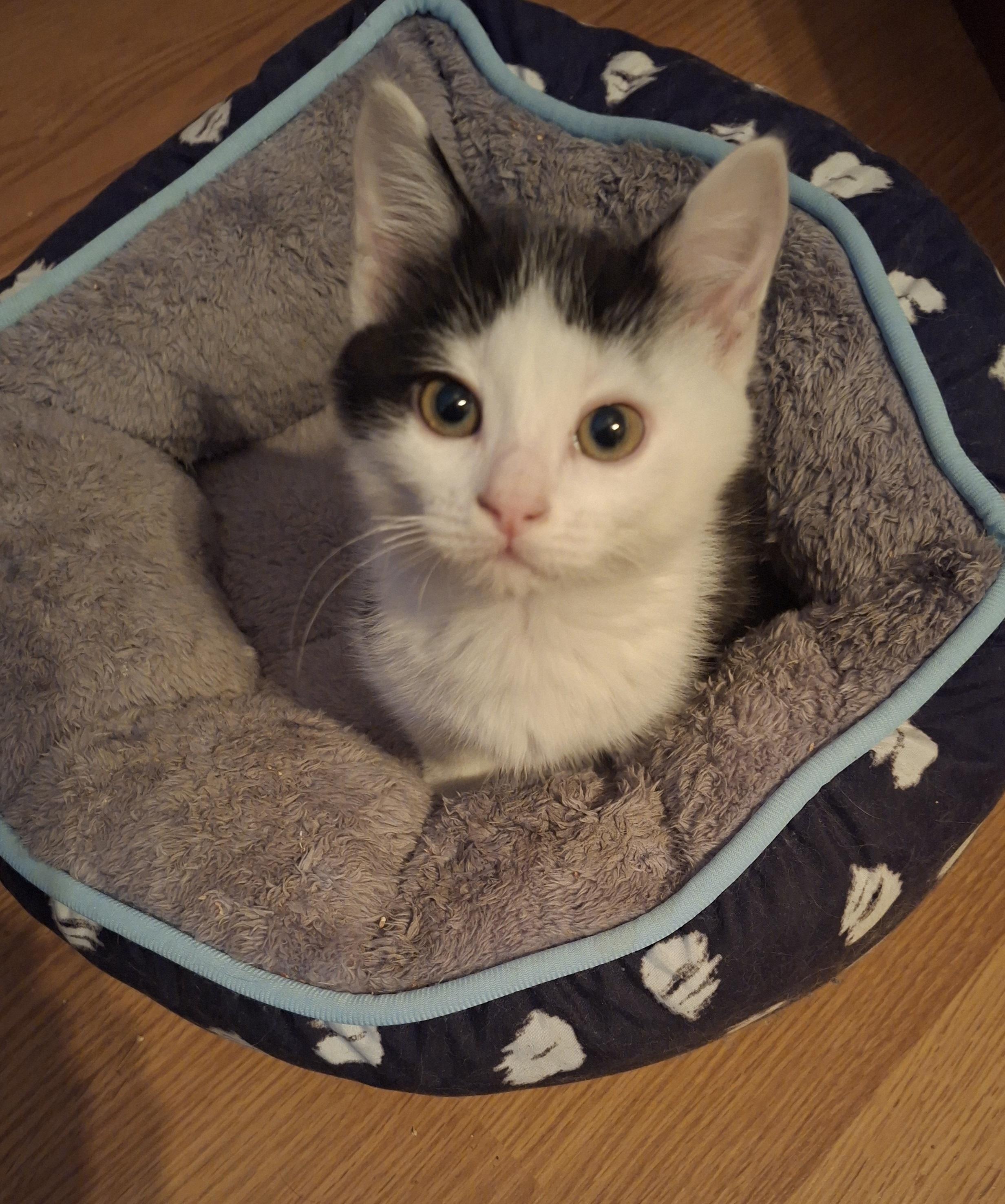 Craquelin (FA/FF), Adoptable, Kitten Male Domestic Short Hair.