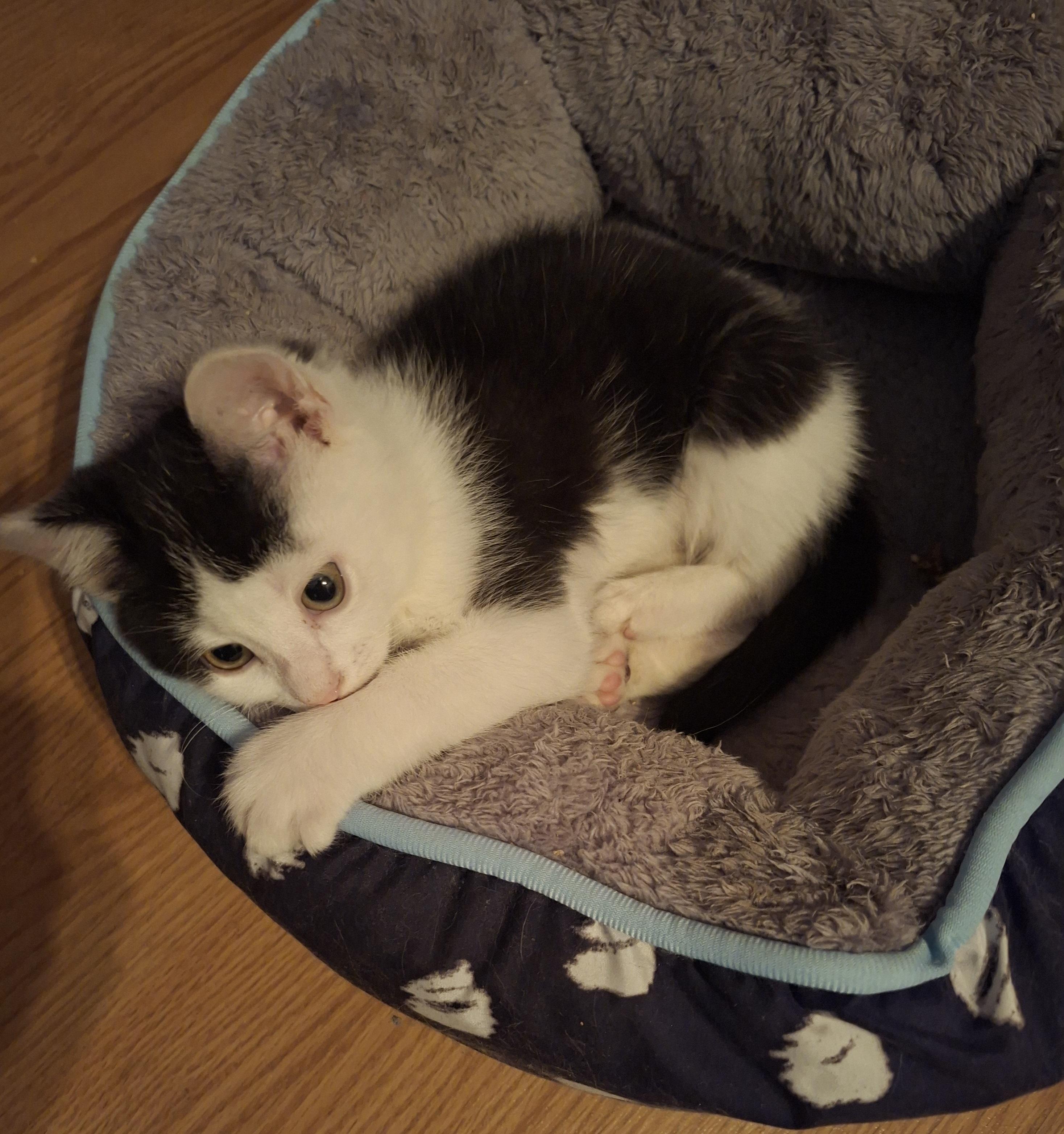 Enlarge Craquelin (FA/FF), a Adoptable Domestic Short Hair in Sainte-Angele-de-Monnoir, QC image 2/3