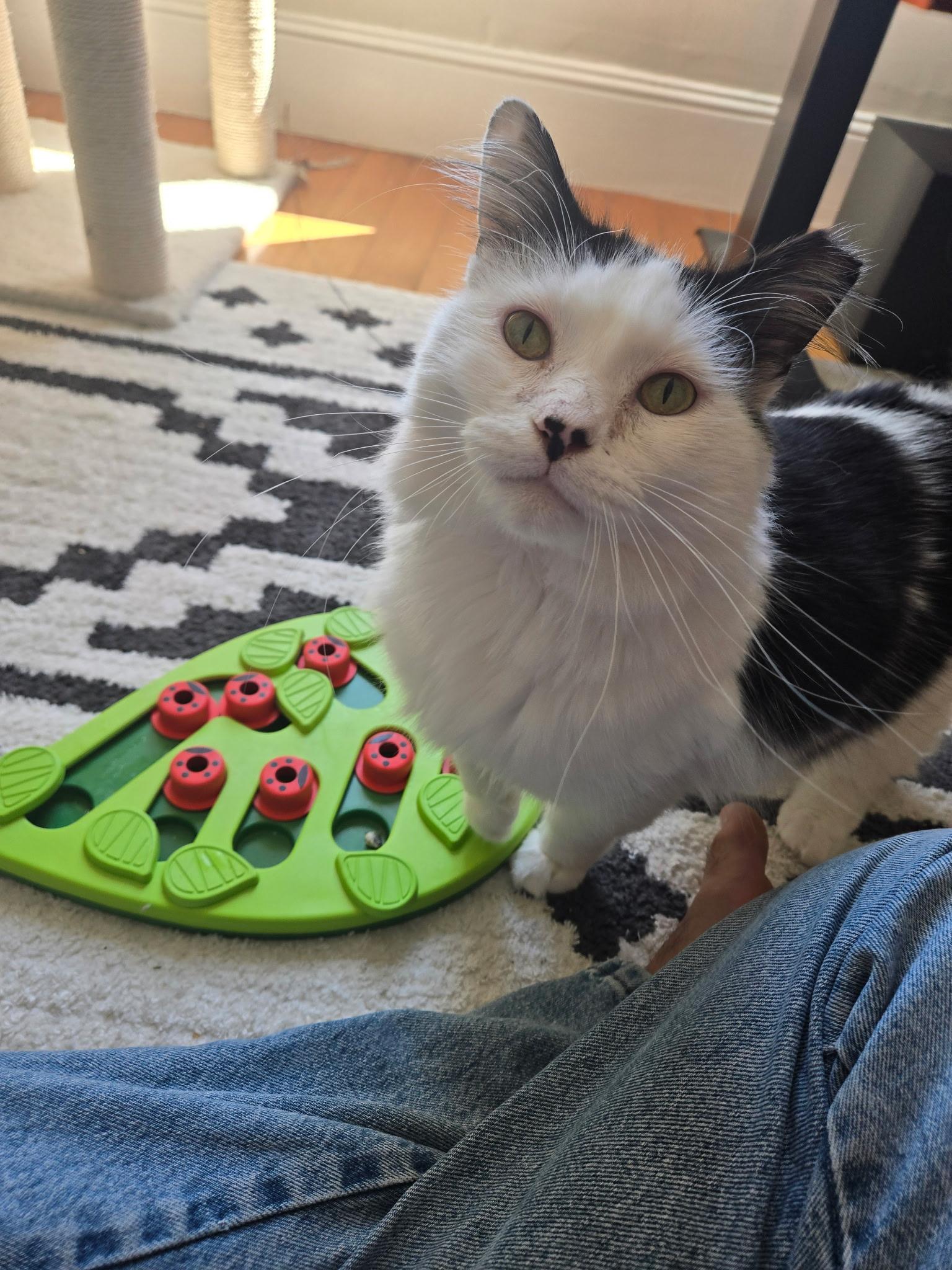 Jaspurr