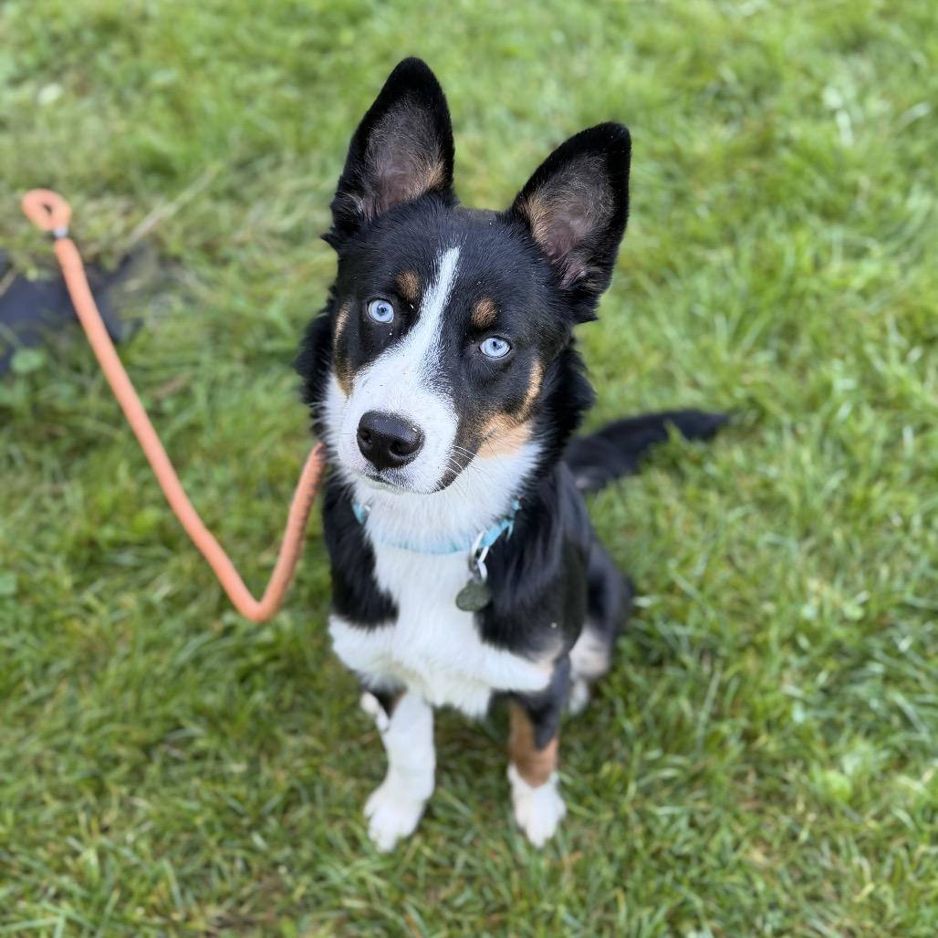 Rose, Adoptable, Puppy Female Australian Shepherd & Mixed Breed.