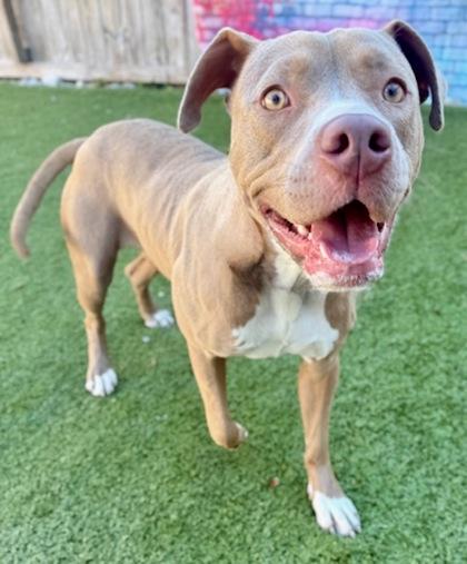Vidalia, Adoptable, Young Female Mixed Breed & Mixed Breed.