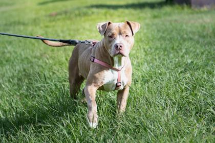 Vidalia, Adoptable, Young Female Mixed Breed & Mixed Breed.