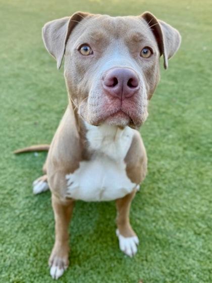 Enlarge Vidalia, a Adoptable Mixed Breed in Port Saint Joe, FL image 2/3