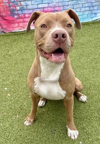 Vidalia, a Adoptable Mixed Breed in Port Saint Joe, FL image 2/3