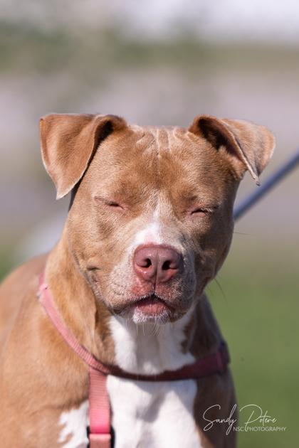 Vidalia, a Adoptable Mixed Breed in Port Saint Joe, FL image 1/3