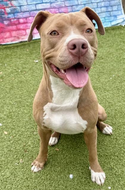 Enlarge Vidalia, a Adoptable Mixed Breed in Port Saint Joe, FL image 1/3