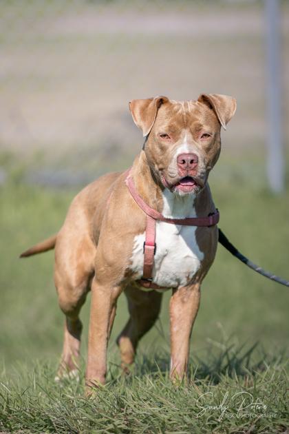 Enlarge Vidalia, a Adoptable Mixed Breed in Port Saint Joe, FL image 2/3