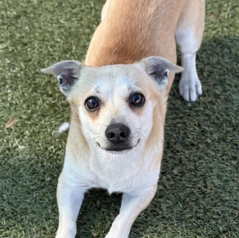 Punch the Monkey, an adopted Chihuahua in Brooklyn, NY image 1/2