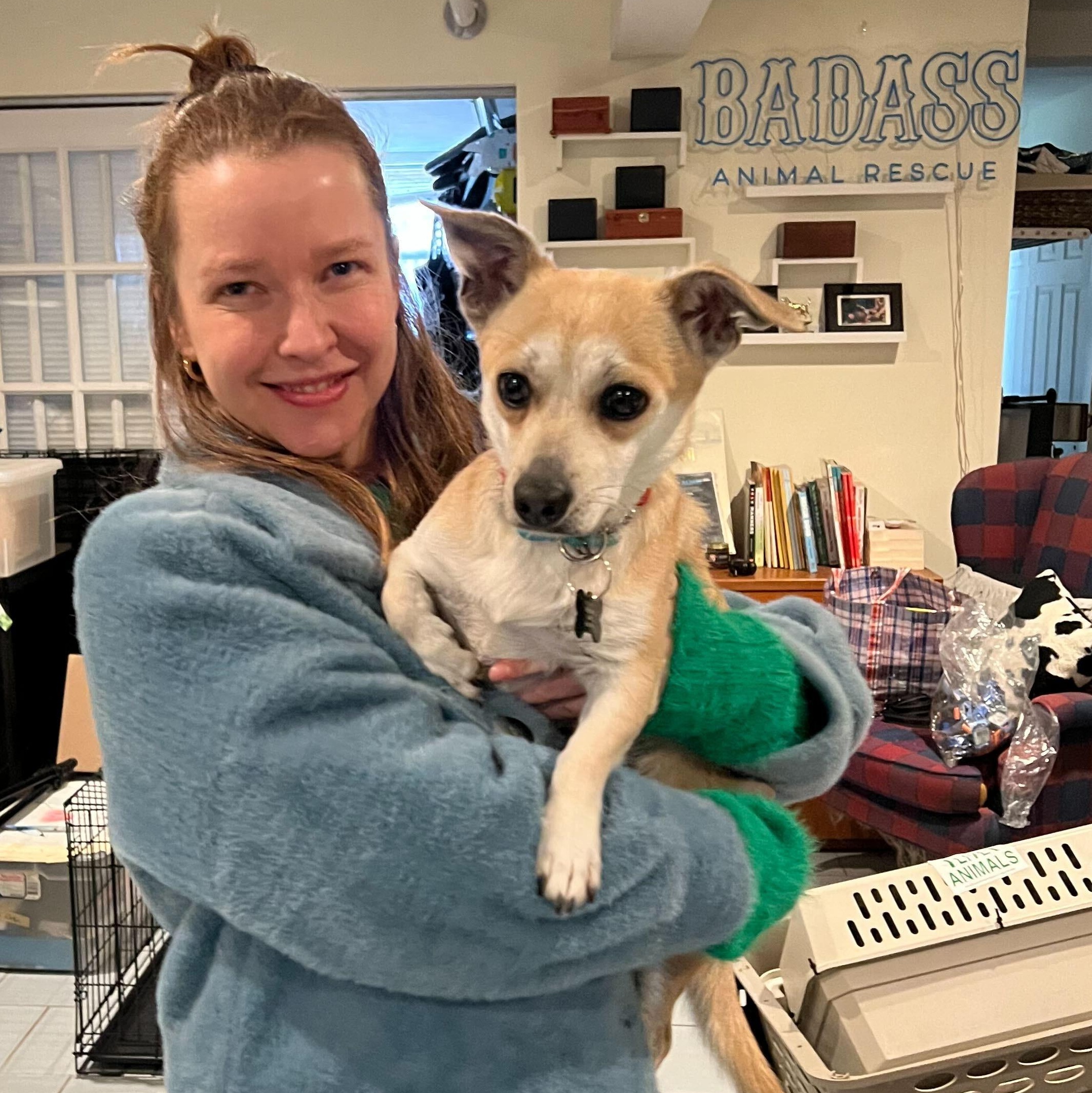 Punch the Monkey, an adopted Chihuahua in Brooklyn, NY image 2/2