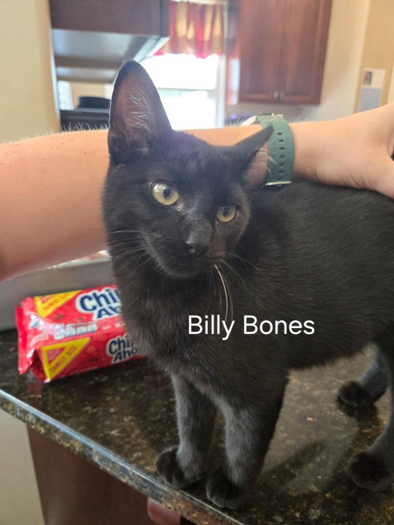 Enlarge Billy Bones, a Adoptable mixed breed in Fayetteville, TN image 2/2