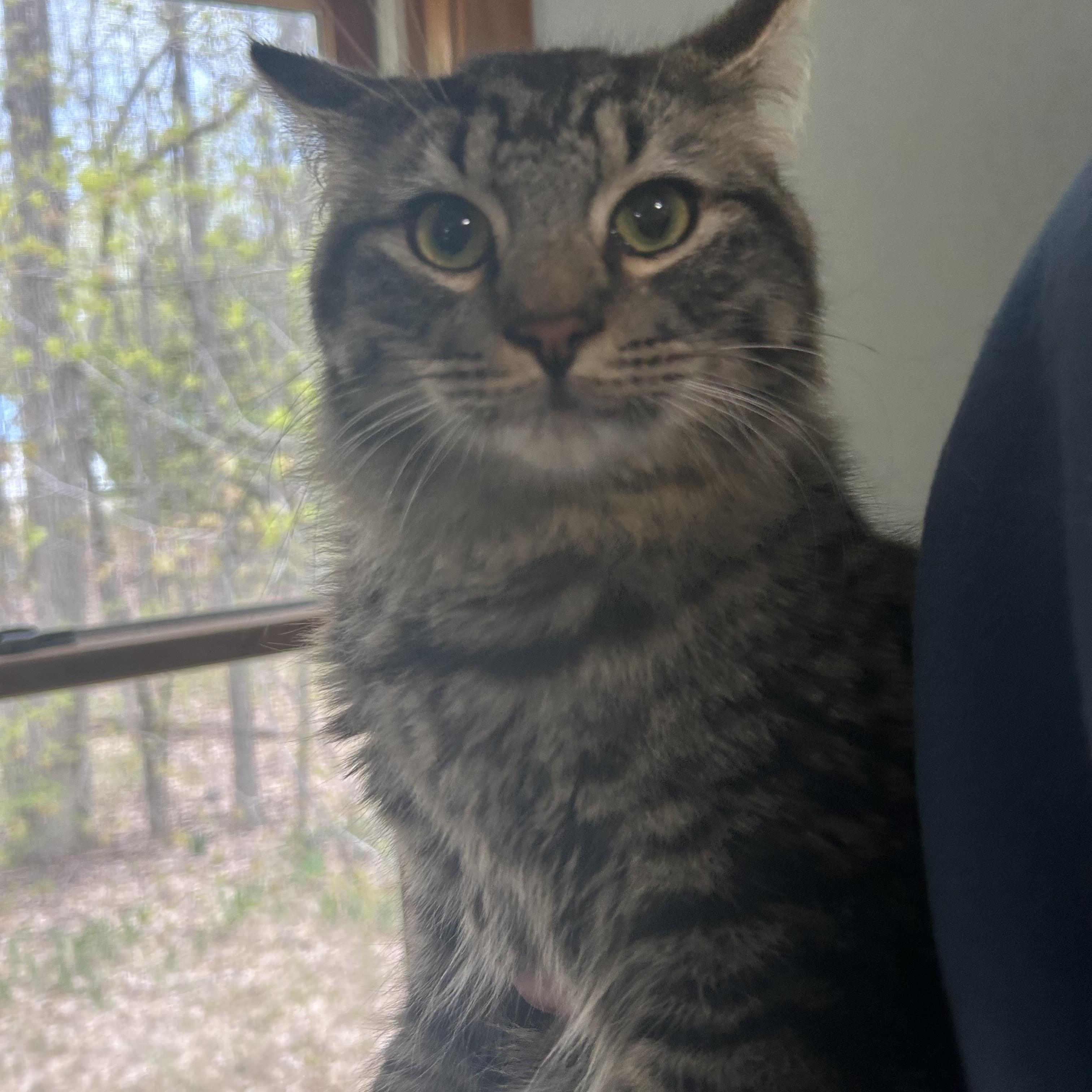Enlarge SIMON & PEGGY SUE, a Adoptable mixed breed in Fort Kent, ME image 4/6