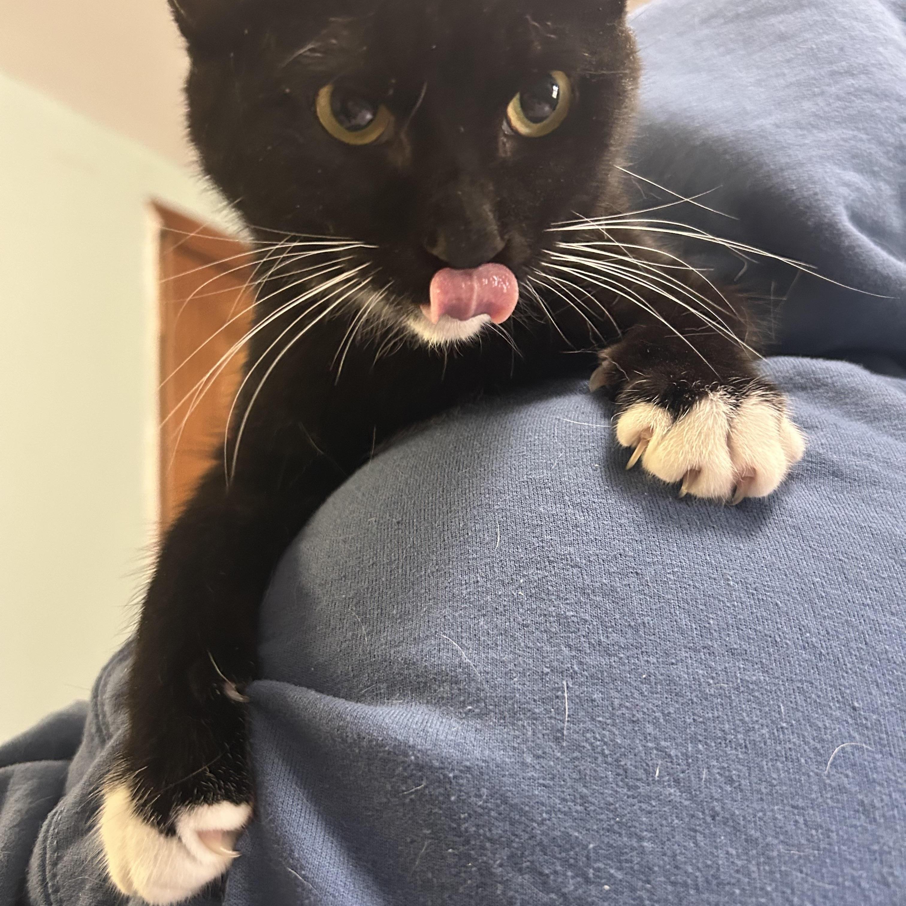 Enlarge SIMON & PEGGY SUE, a Adoptable mixed breed in Fort Kent, ME image 3/6