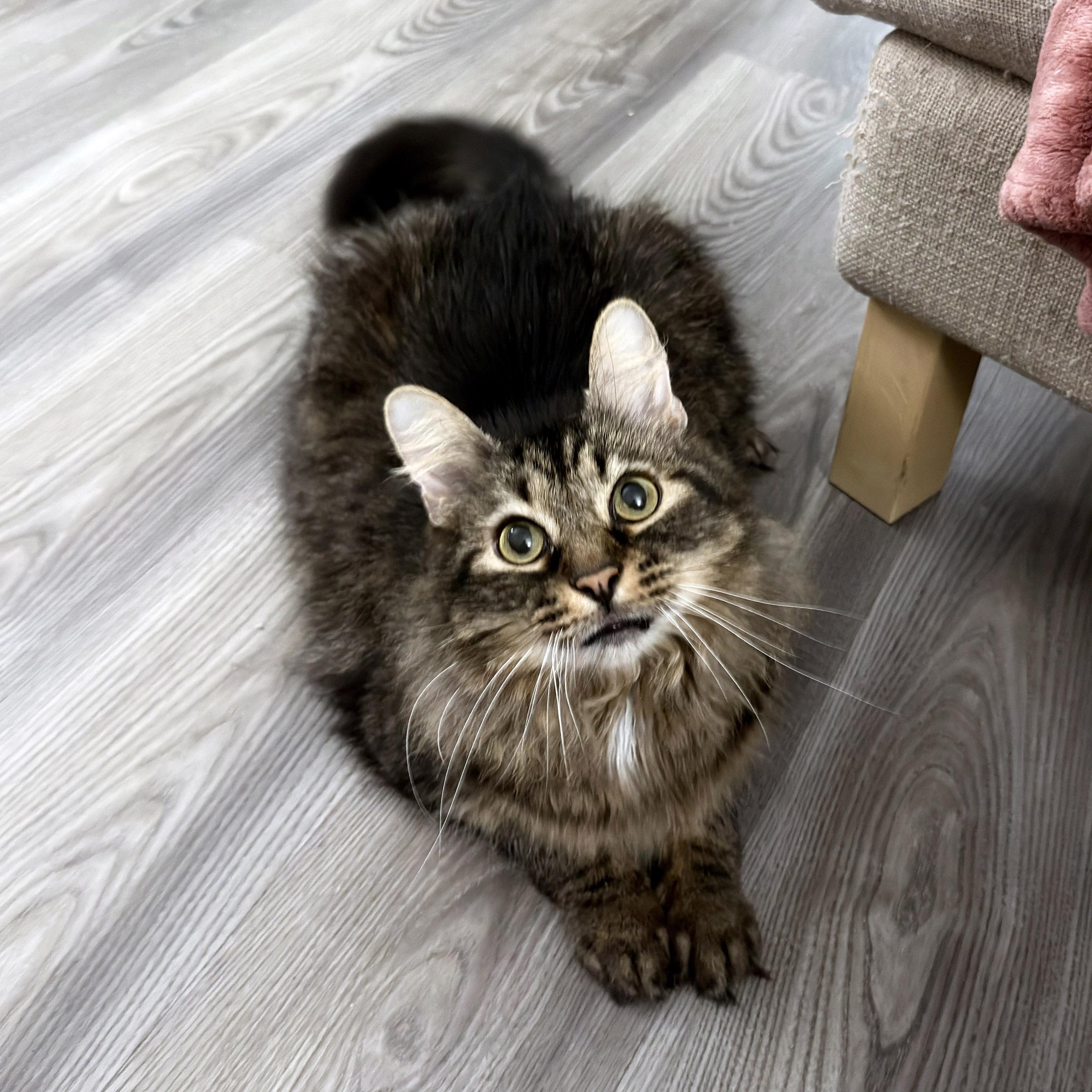 Enlarge Chestnut, an adopted mixed breed in Chicago, IL image 5/6