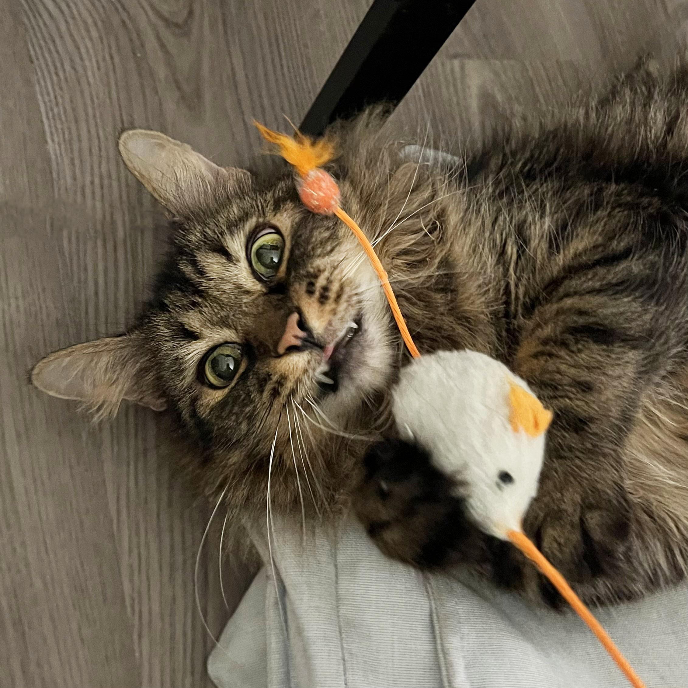 Chestnut, adopted, Adult Male Domestic Long Hair & Maine Coon.