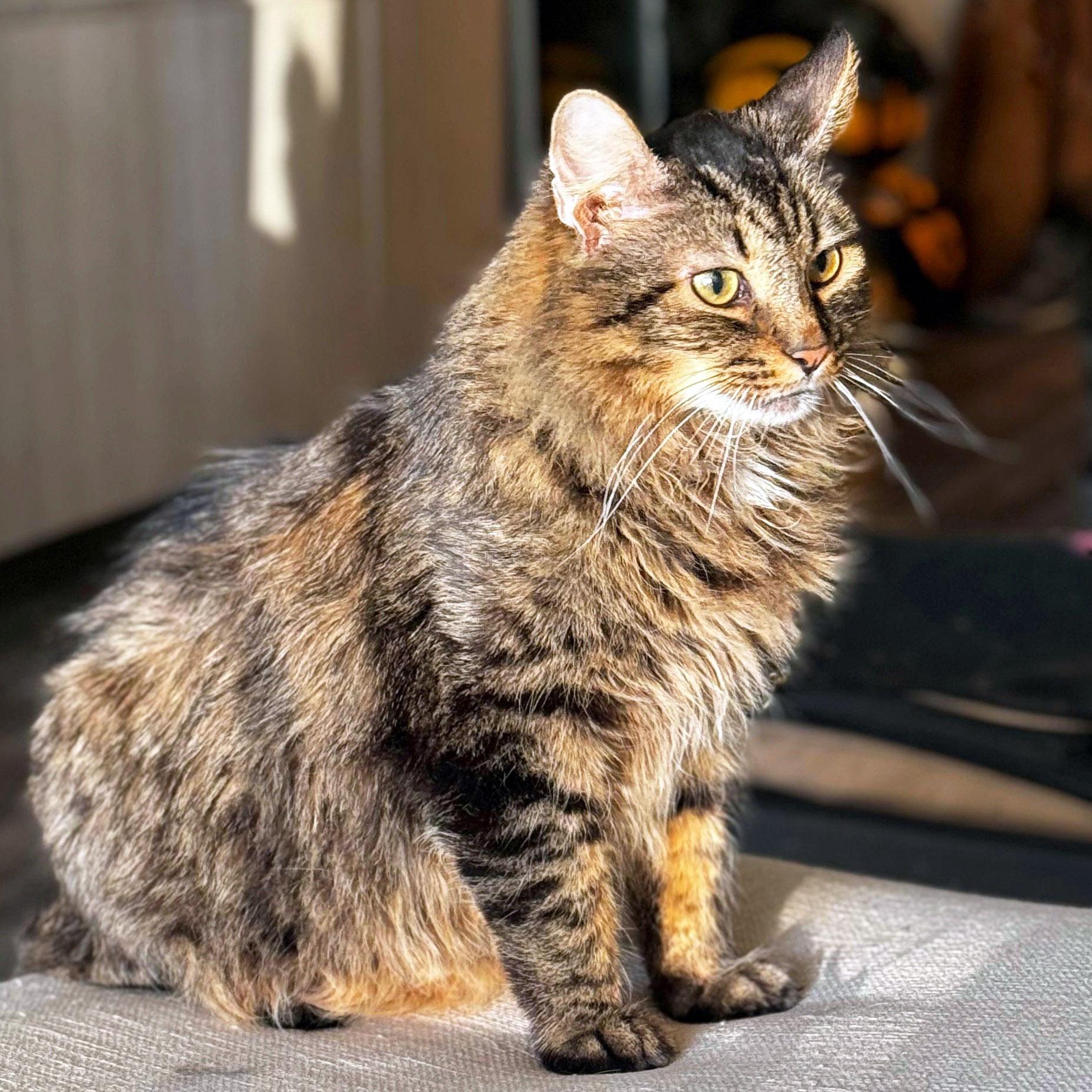 Enlarge Chestnut, an adopted mixed breed in Chicago, IL image 2/6