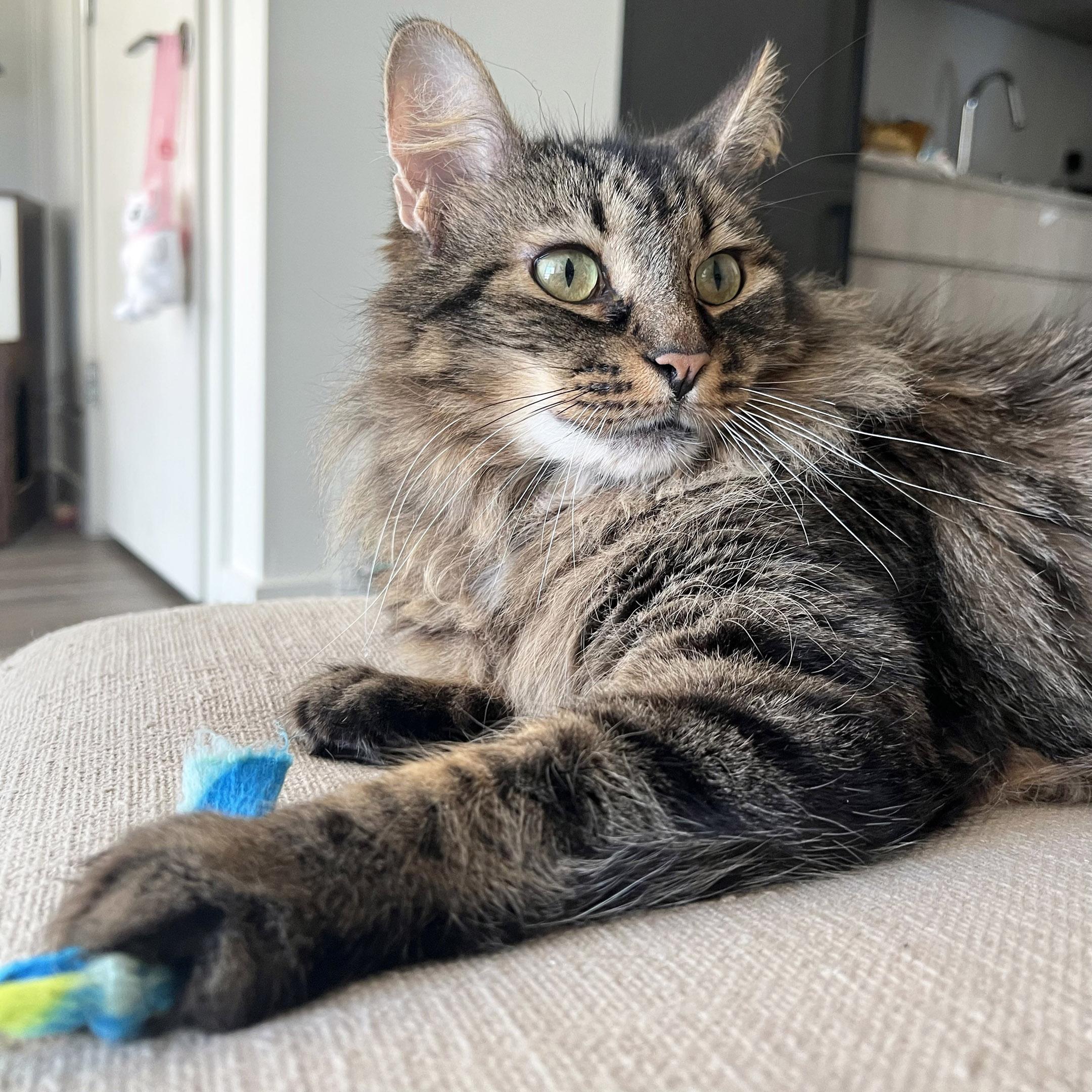 Enlarge Chestnut, an adopted mixed breed in Chicago, IL image 4/6