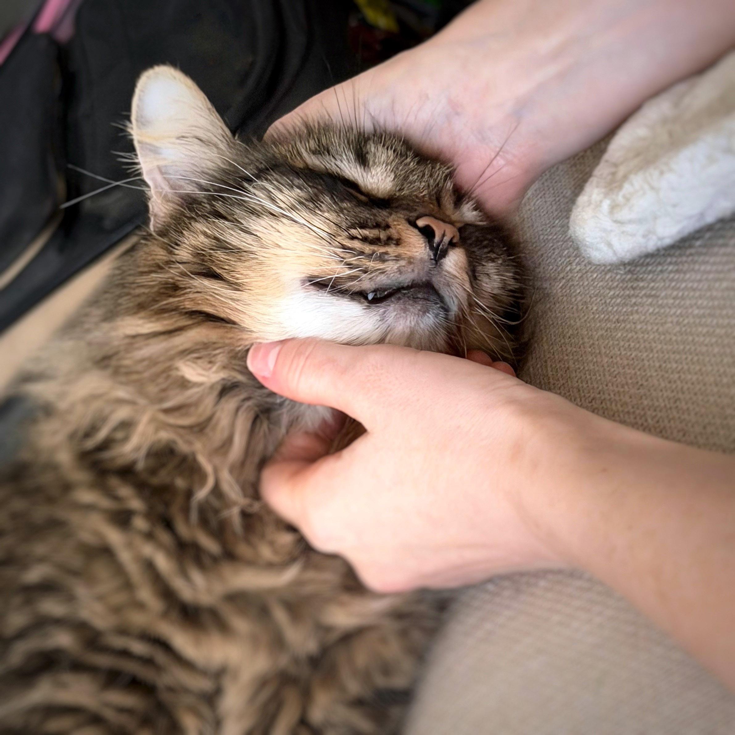 Enlarge Chestnut, an adopted mixed breed in Chicago, IL image 6/6