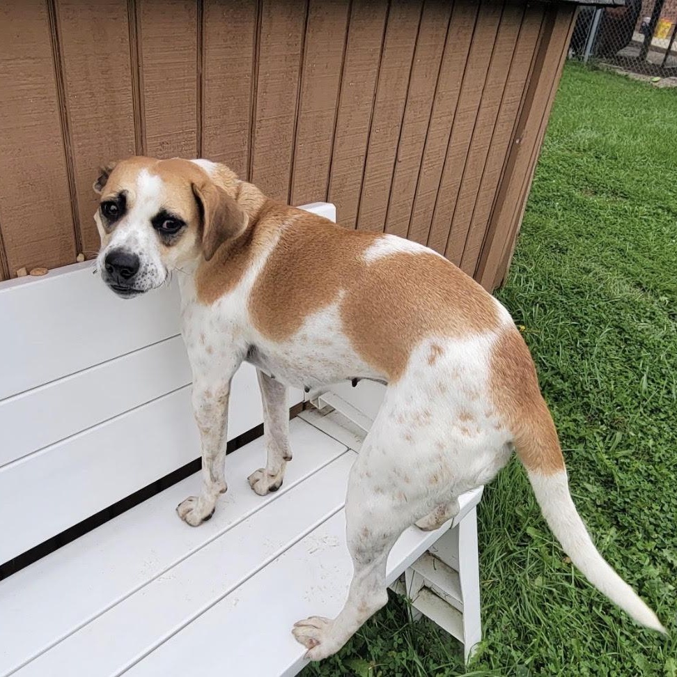 Enlarge Fig, a Adoptable mixed breed in West Jefferson, OH image 4/5