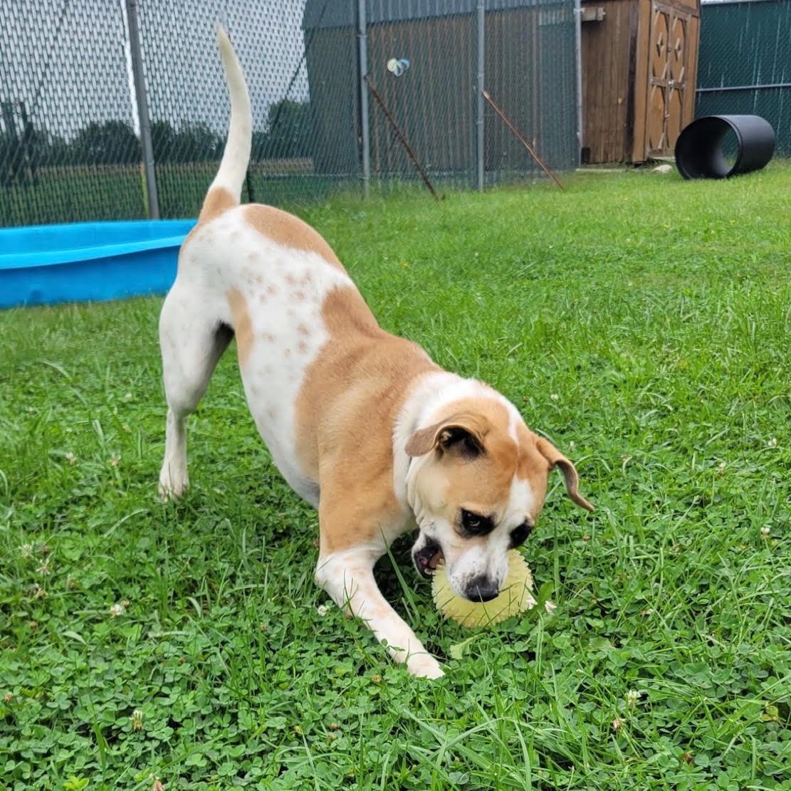 Enlarge Fig, a Adoptable mixed breed in West Jefferson, OH image 2/5