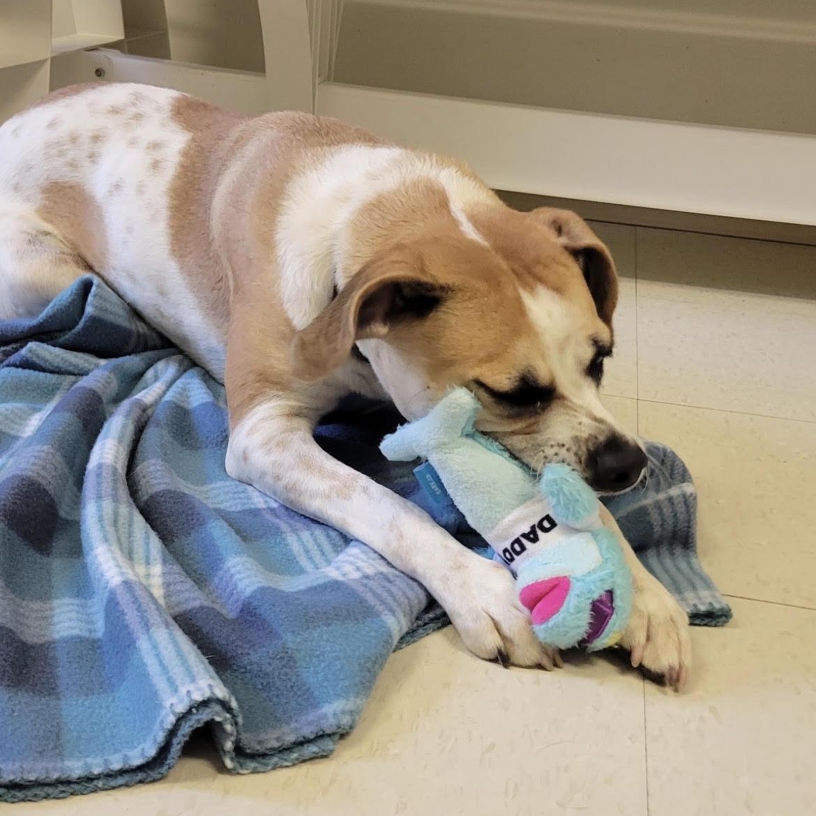 Enlarge Fig, a Adoptable mixed breed in West Jefferson, OH image 5/5