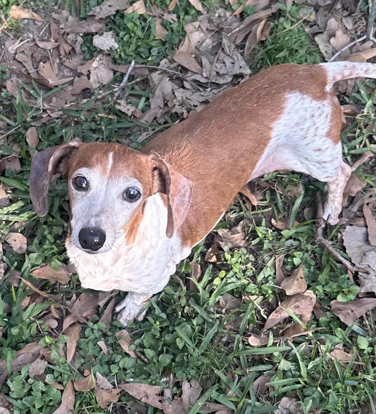 Putter, Adoptable, Senior Female Dachshund.