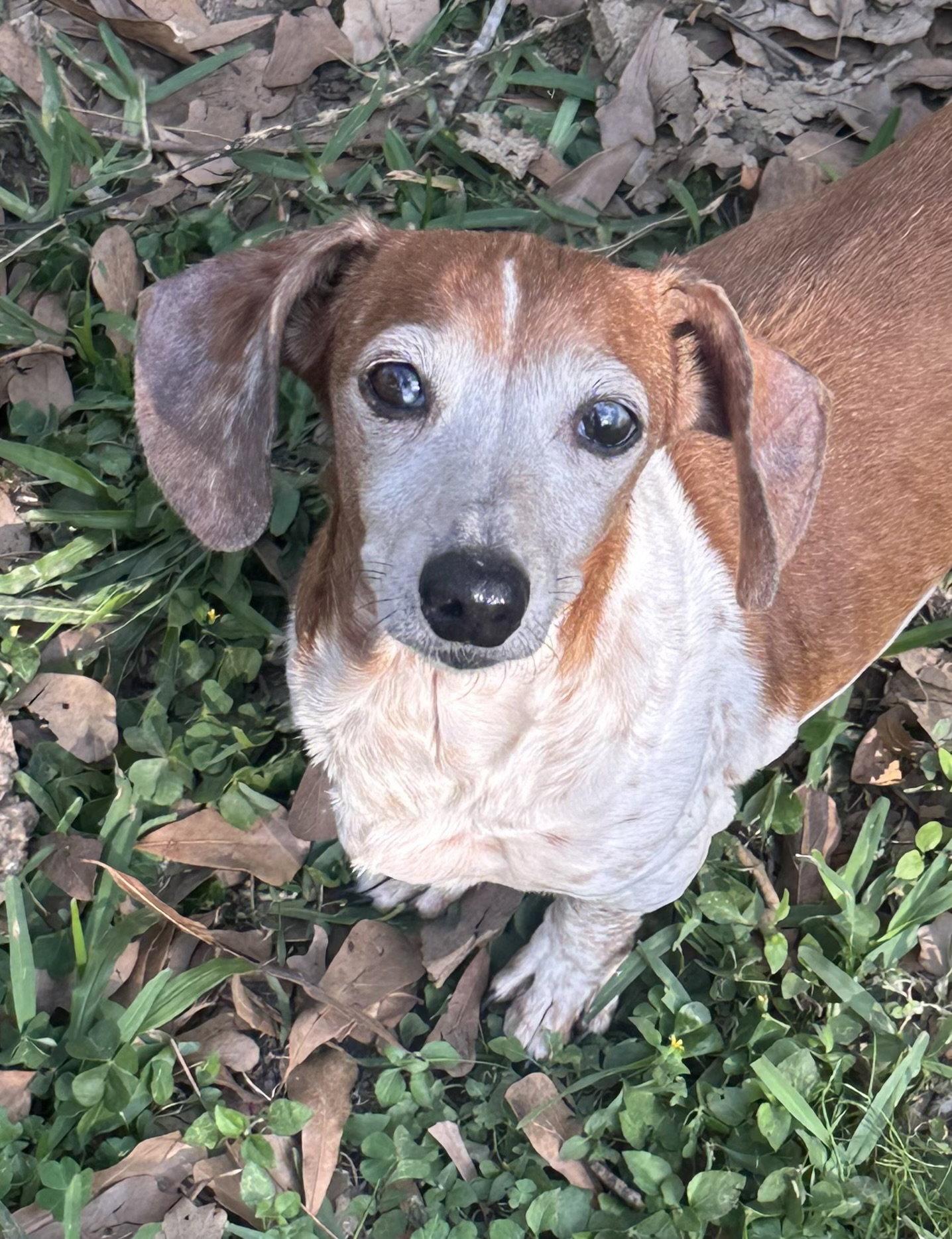 Putter, a Adoptable Dachshund in Pearland, TX image 2/3