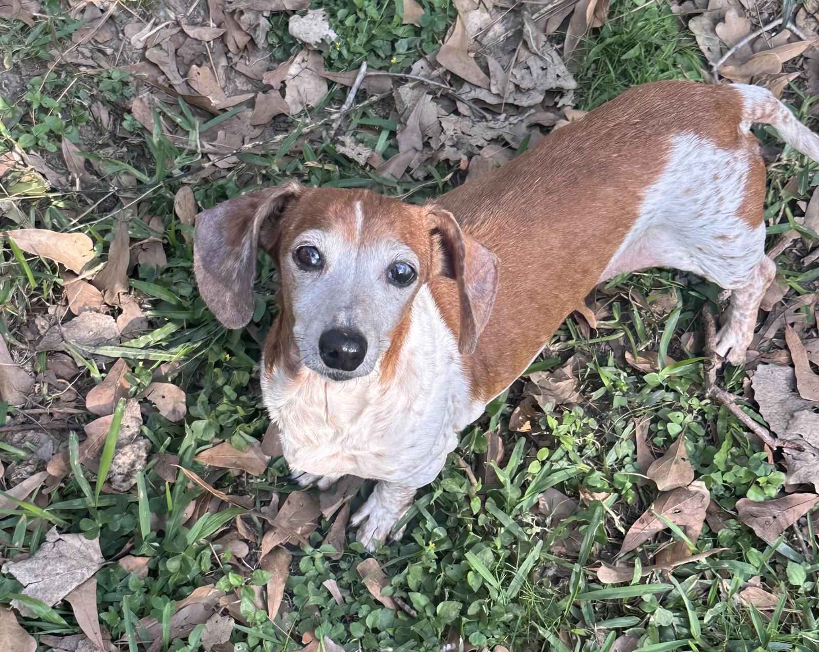 Putter, a Adoptable Dachshund in Pearland, TX image 3/3