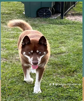 Rusty, a Adopted Siberian Husky in Lakeland, FL image 1/3