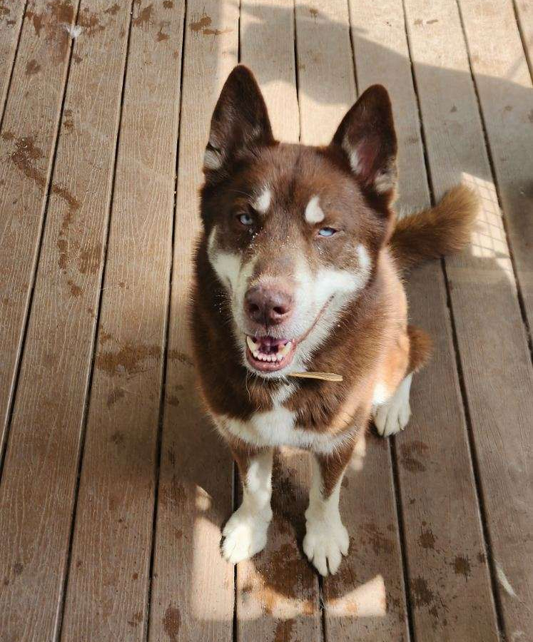 Rusty, a Adopted Siberian Husky in Lakeland, FL image 3/3