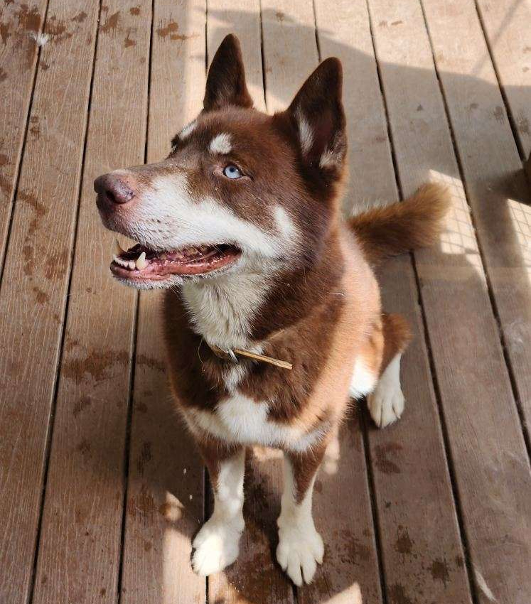 Rusty, a Adopted Siberian Husky in Lakeland, FL image 2/3