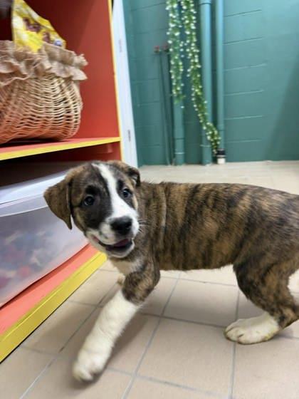 Enlarge Willow, a Adoptable mixed breed in Scottsbluff, NE image 1/3